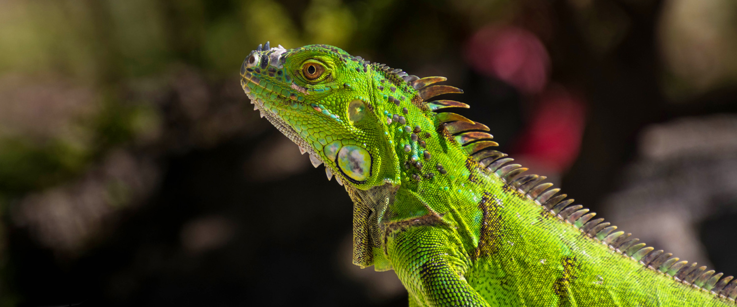 Groene Leguaan op Bonaire van dichtbij