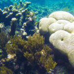 Prachtig koraalrif met hersenkoraal op Bonaire Blogfoto