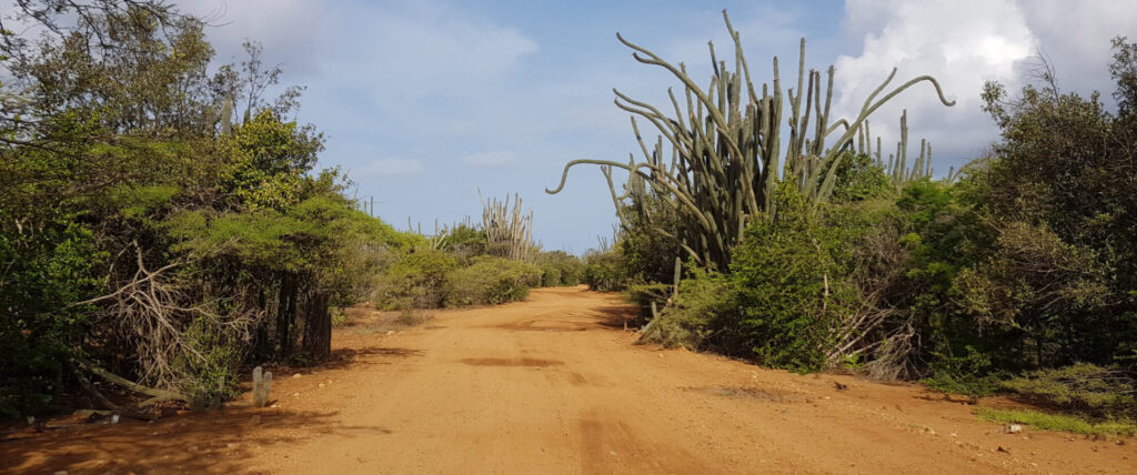 Autoroute Bonaire met veel groen