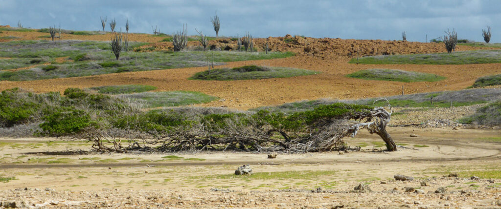 Langste boom van Bonaire langs route Bara di Karta