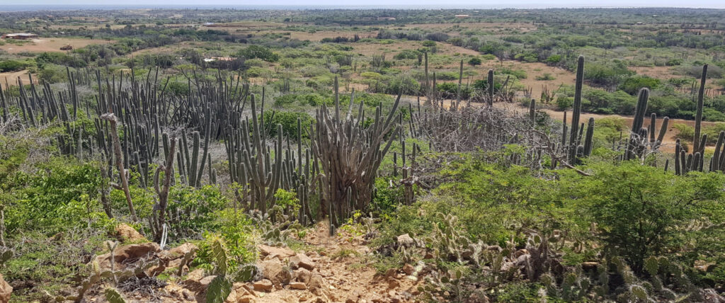 Uitzicht vanaf Bara di Karta met cactussen en de ruige natuur