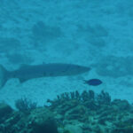 Barracuda op jacht rond Bonaire