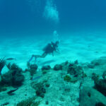 Een duiker op Bonaire