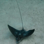 Eagle Ray op zoek naar eten Bonaire