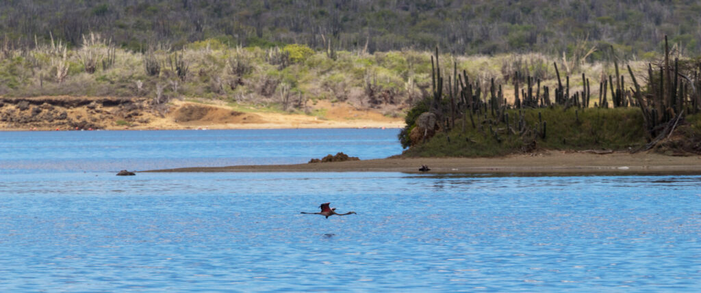 Uitzicht over Goto meer Bonaire met vliegende flamingo