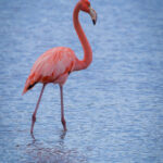 Flamingo in het water