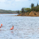 Flamingo's in Goto Meer Bonaire