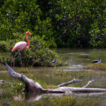 Flamingo in de mangrove van Bonaire