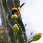 Geelbuikje in cactus op Bonaire