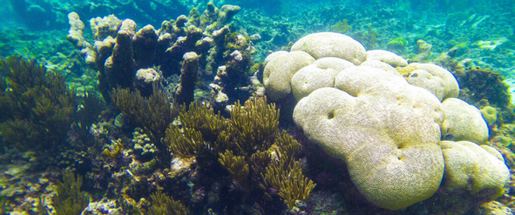 Diverese koraal soorten Bonaire