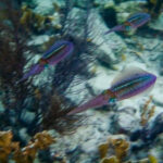 Inktvissen op Bonaire