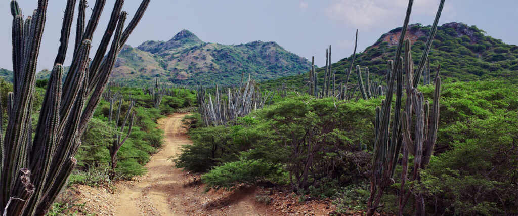 Landschap offroute Bonaire met de veel cactussen