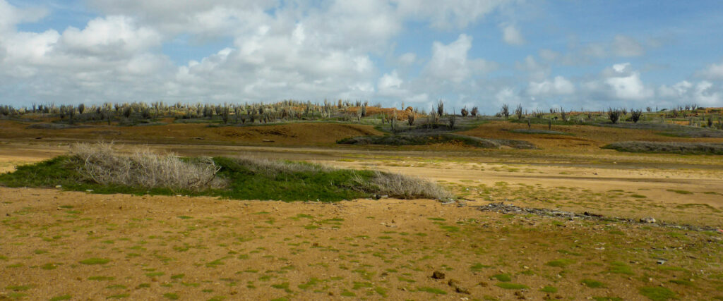 Landschap Bonaire