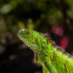 Leguaan op Bonaire van dichtbij