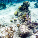 Onderwaterwereld met koraalrif Bonaire