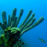 Pijpkoraal in het blauwe water van Bonaire