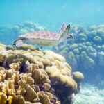 Een schildpad zwemt over een koraalrif op Bonaire