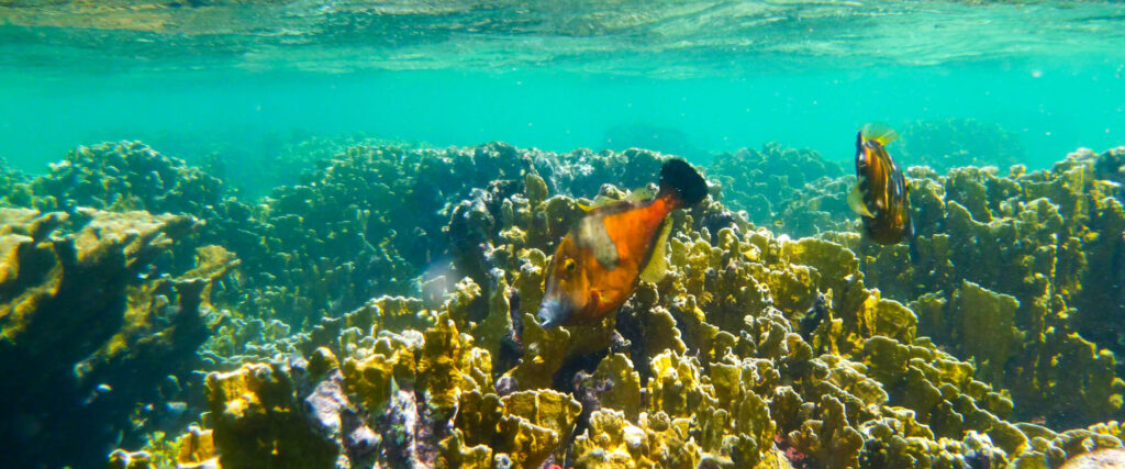 Vijlvissen rond het koraal van Bonaire