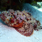 Stonefish van dichtbij op Bonaire