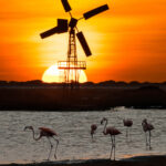 Sunset Bonaire met molen en flamingo's