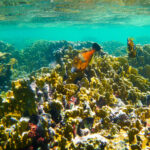 Vijlvissen tussen het koraal Bonaire