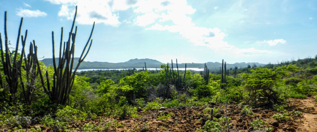 Wandelen door de natuur van Bonaire