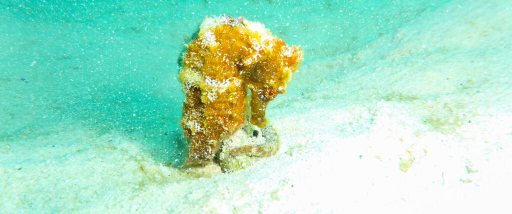 Een Zeepaardje rond het huisrif van Kralendijk, Bonaire