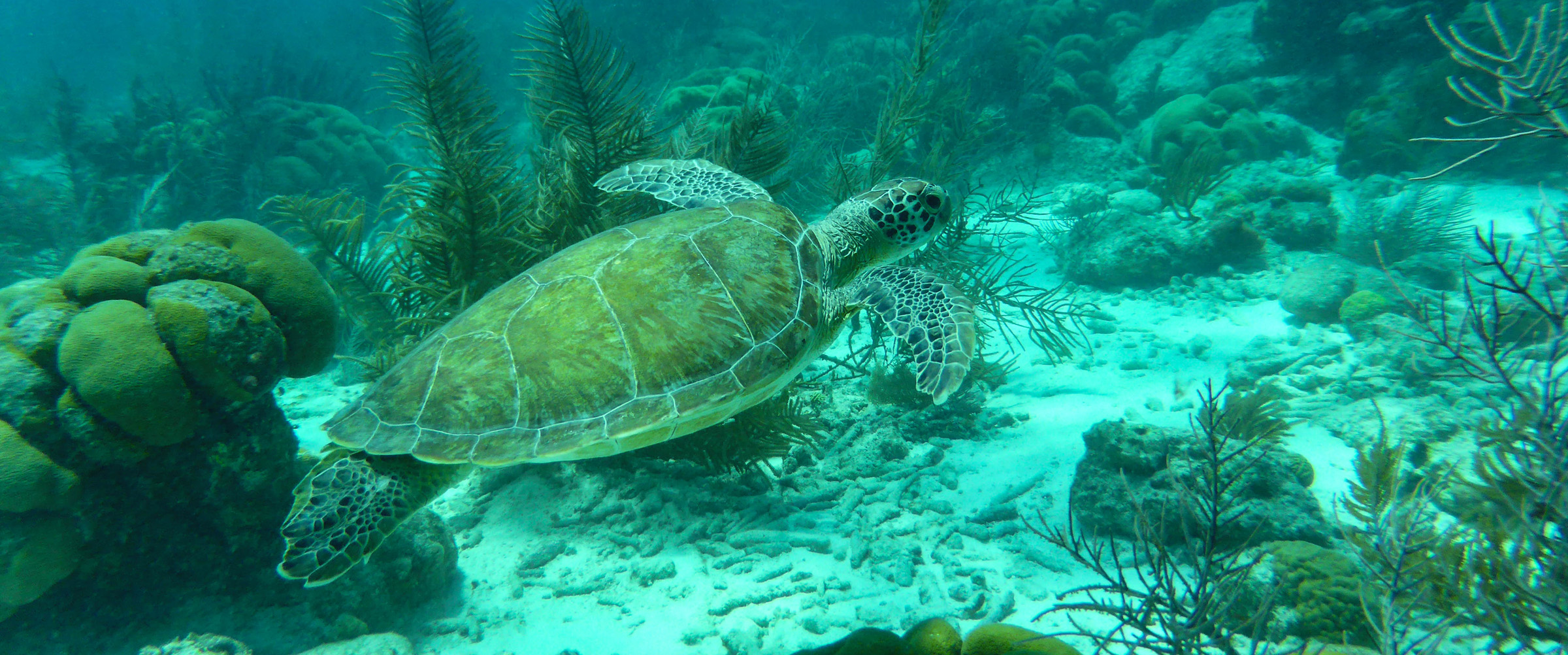 Schildpad zwemt in zee op Bonaire