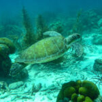 Duiken en snorkelen Bonaire