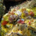 onderwaterwereld Bonaire