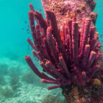 Koraal op zoutpier Bonaire