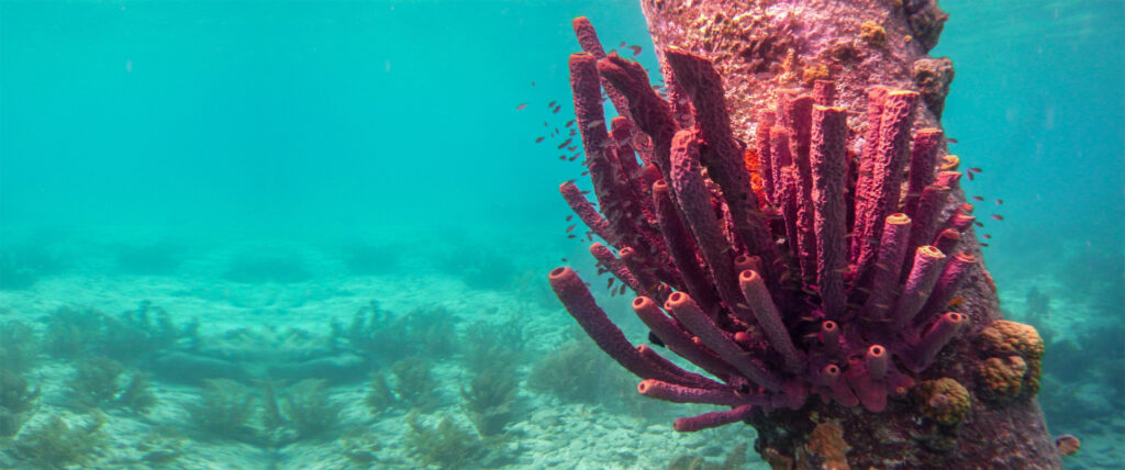 Koraal zoutpier Bonaire