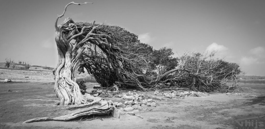 Langste boom Bonaire