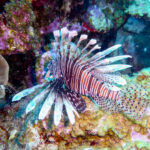 Lionfish Bonaire