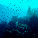 Onderwaterwereld Bonaire