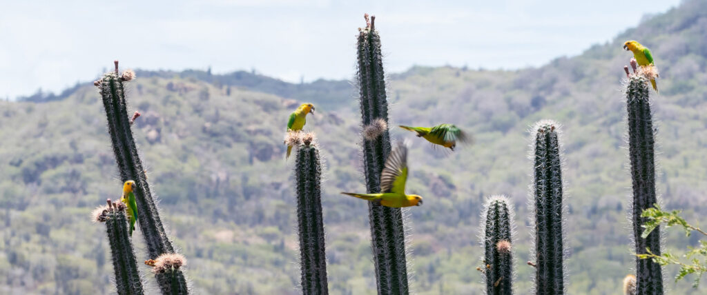 Vogels spotten Bonaire