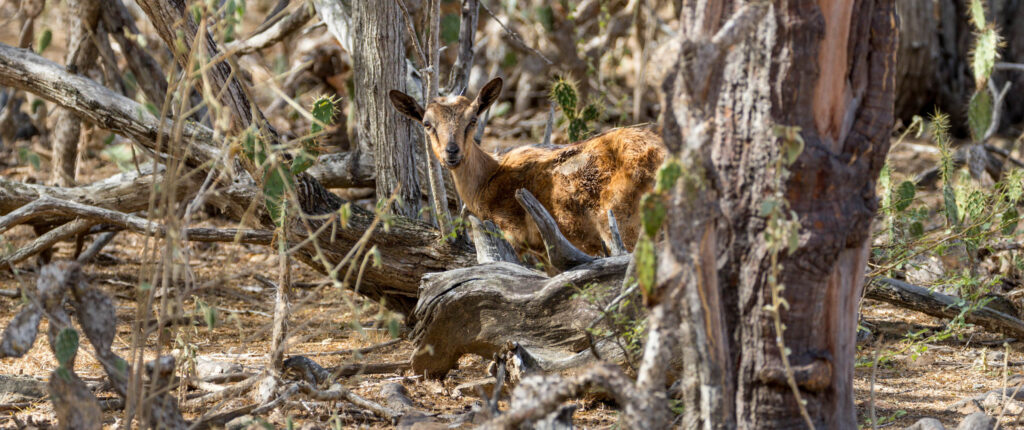 Wilde geiten WSNP Bonaire