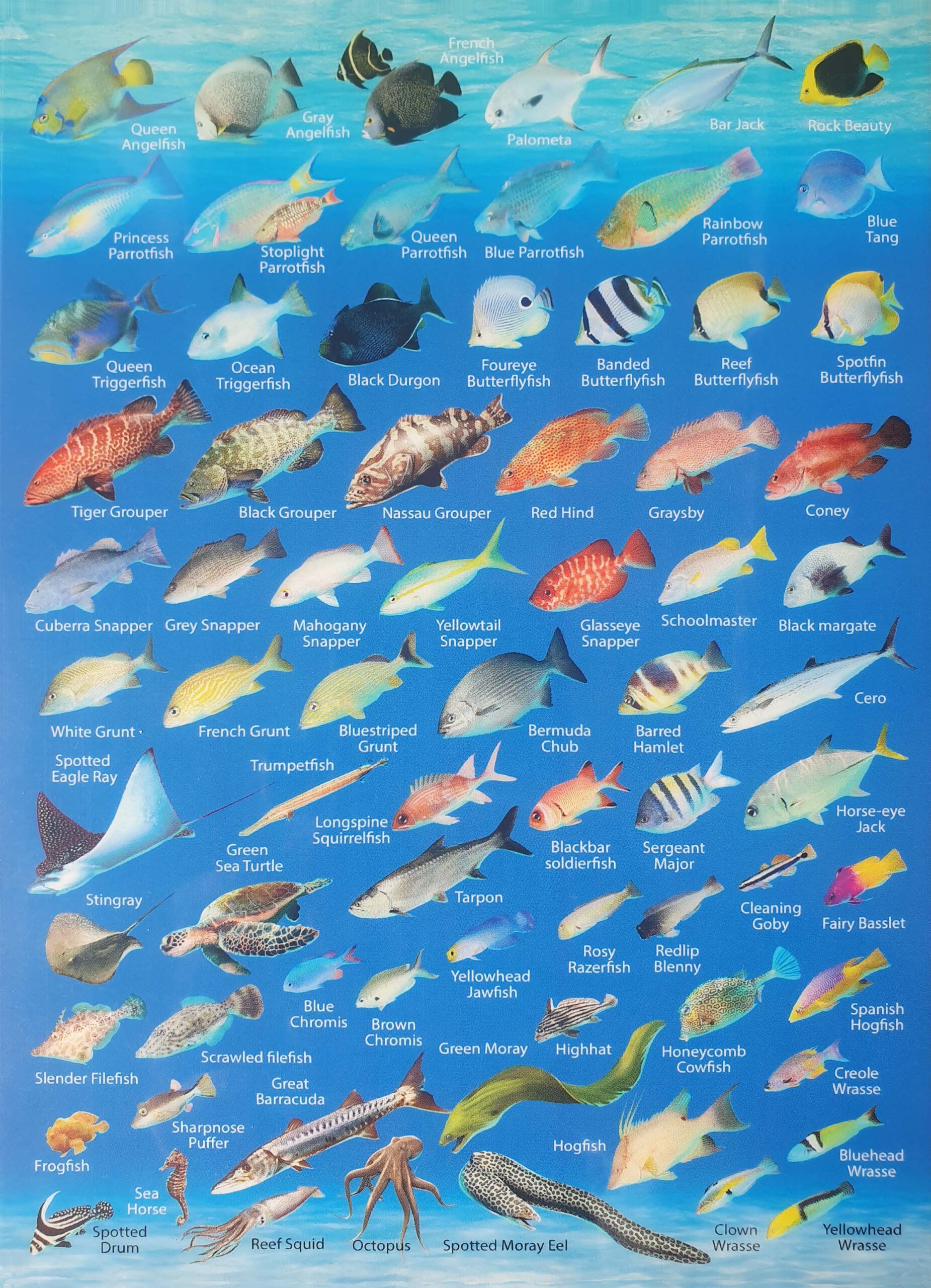 Vissen Bonaire