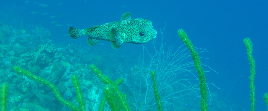 Duiken Bonaire