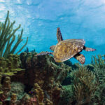 Onderwaterwereld WSNP Bonaire