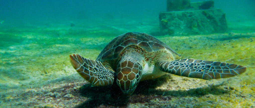 Schildpad Bonaire