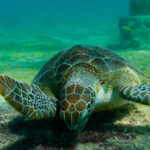 Schildpad Bonaire