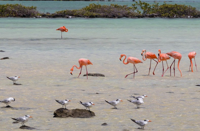 Bonaire hoogtepunten tour