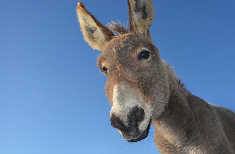 Donkey Sanctuary Tour