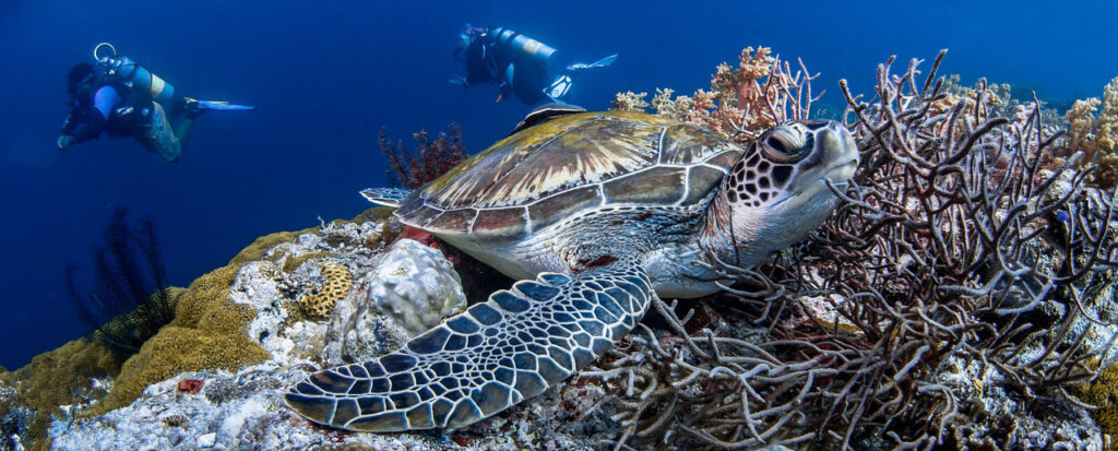 Duiken op Bonaire