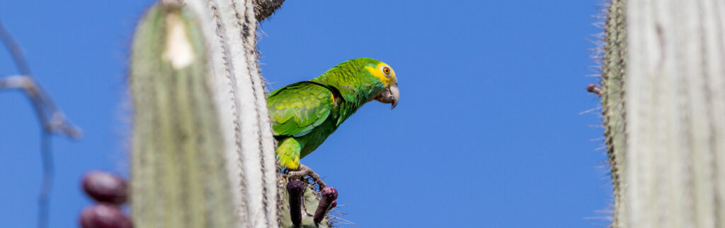 Vogels Bonaire
